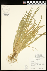 Carex striatula image