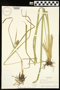 Carex typhina image