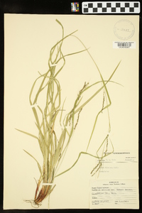 Carex debilis var. rudgei image