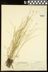 Carex diandra image