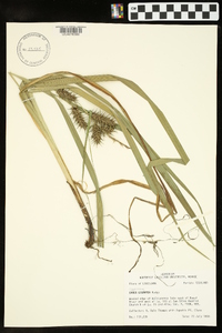 Carex gigantea image