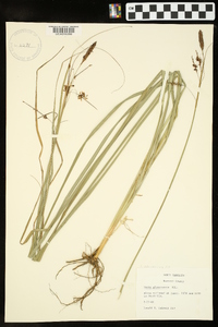 Carex glaucescens image