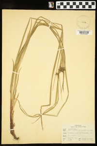 Carex grayi image