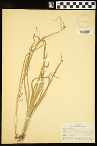 Carex grisea image