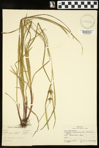 Carex intumescens var. fernaldii image