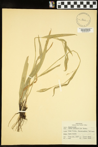 Carex platyphylla image