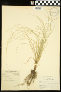 Carex radiata image