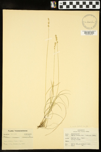 Carex radiata image