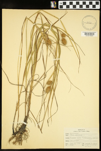 Carex squarrosa image