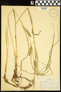 Carex trichocarpa image