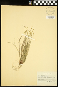 Carex varia image