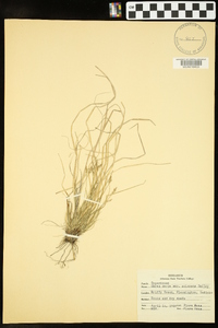 Carex varia image