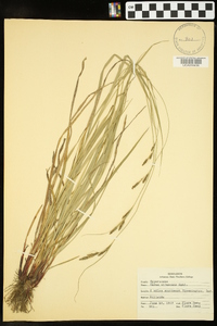 Carex virescens image