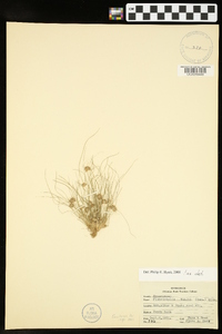 Fimbristylis vahlii image