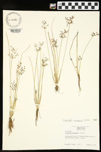 Fimbristylis miliacea image
