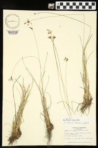 Fimbristylis puberula image