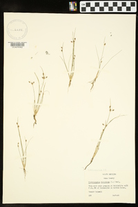 Fimbristylis dichotoma image