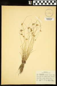 Cyperus neotropicalis image