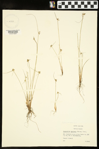 Cyperus neotropicalis image