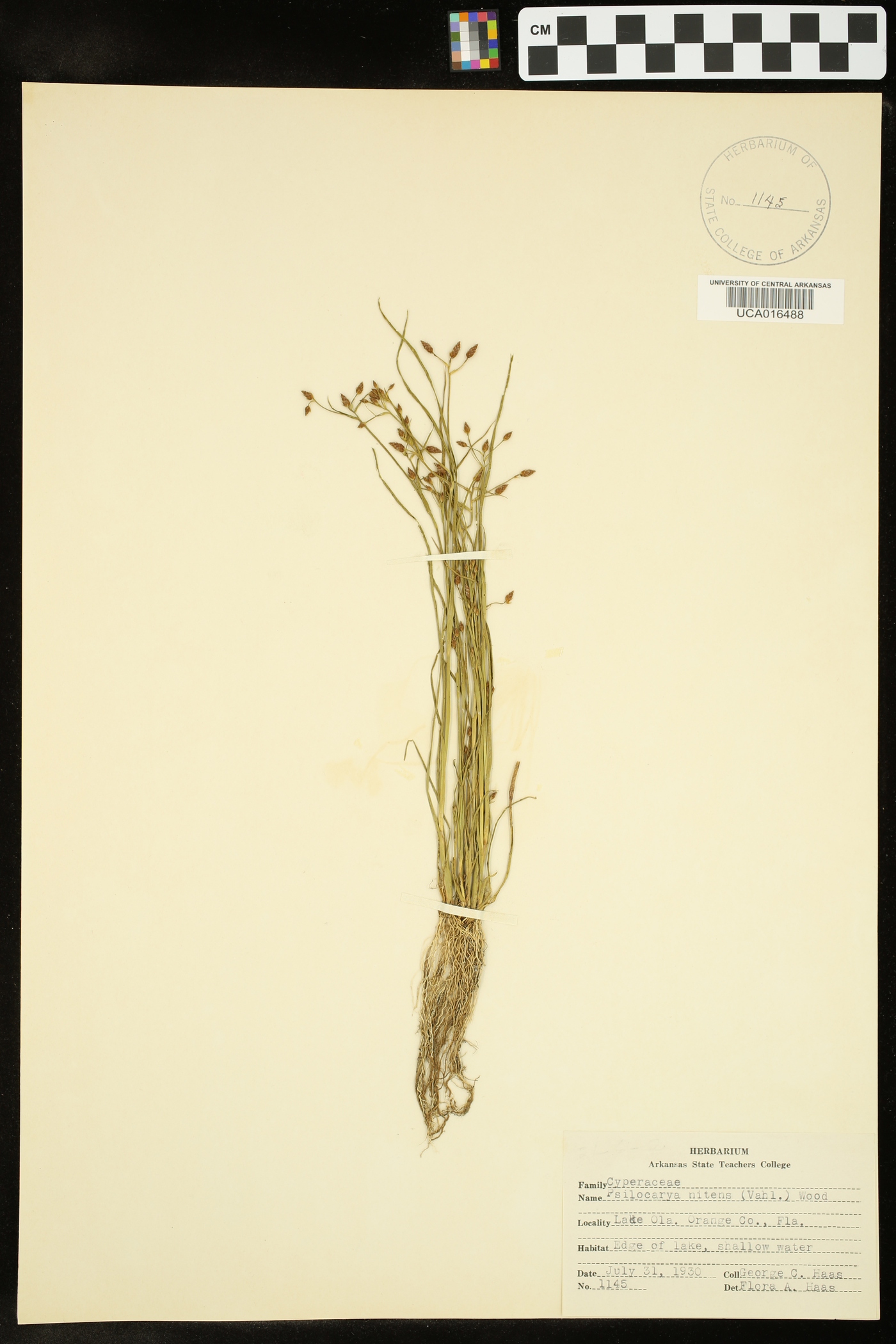 Psilocarya image