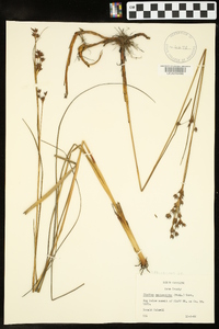 Cladium mariscoides image