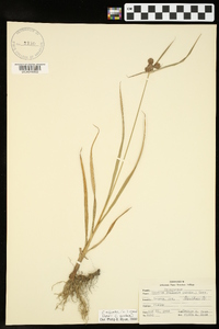 Cyperus echinatus image