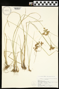 Cyperus pseudovegetus image