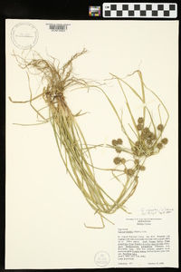 Cyperus echinatus image