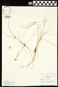 Cyperus grayoides image