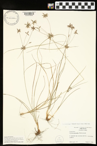 Cyperus grayoides image