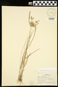 Cyperus iria image