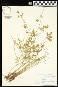 Cyperus iria image