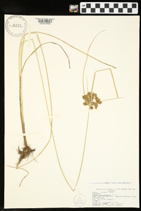 Cyperus pseudovegetus image