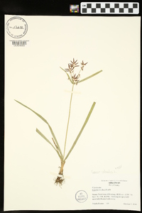 Cyperus rotundus image