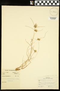 Cyperus flavescens image