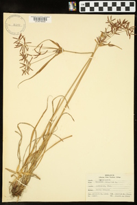 Cyperus rotundus image