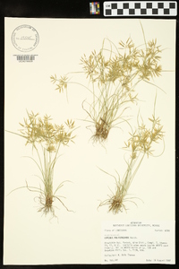 Cyperus polystachyos image