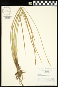 Eleocharis quadrangulata image