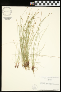 Eleocharis lanceolata image