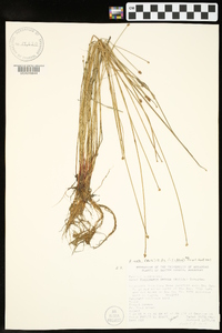 Eleocharis ovata image