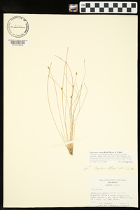 Eleocharis ovata image