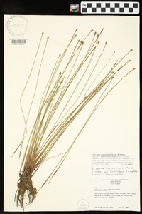 Eleocharis ovata image