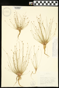 Eleocharis ovata image