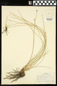 Eleocharis melanocarpa image