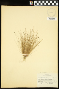 Eleocharis microcarpa image