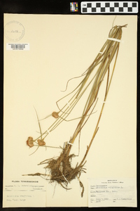 Eriophorum virginicum image