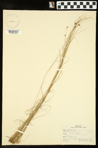 Rhynchospora gracilenta image