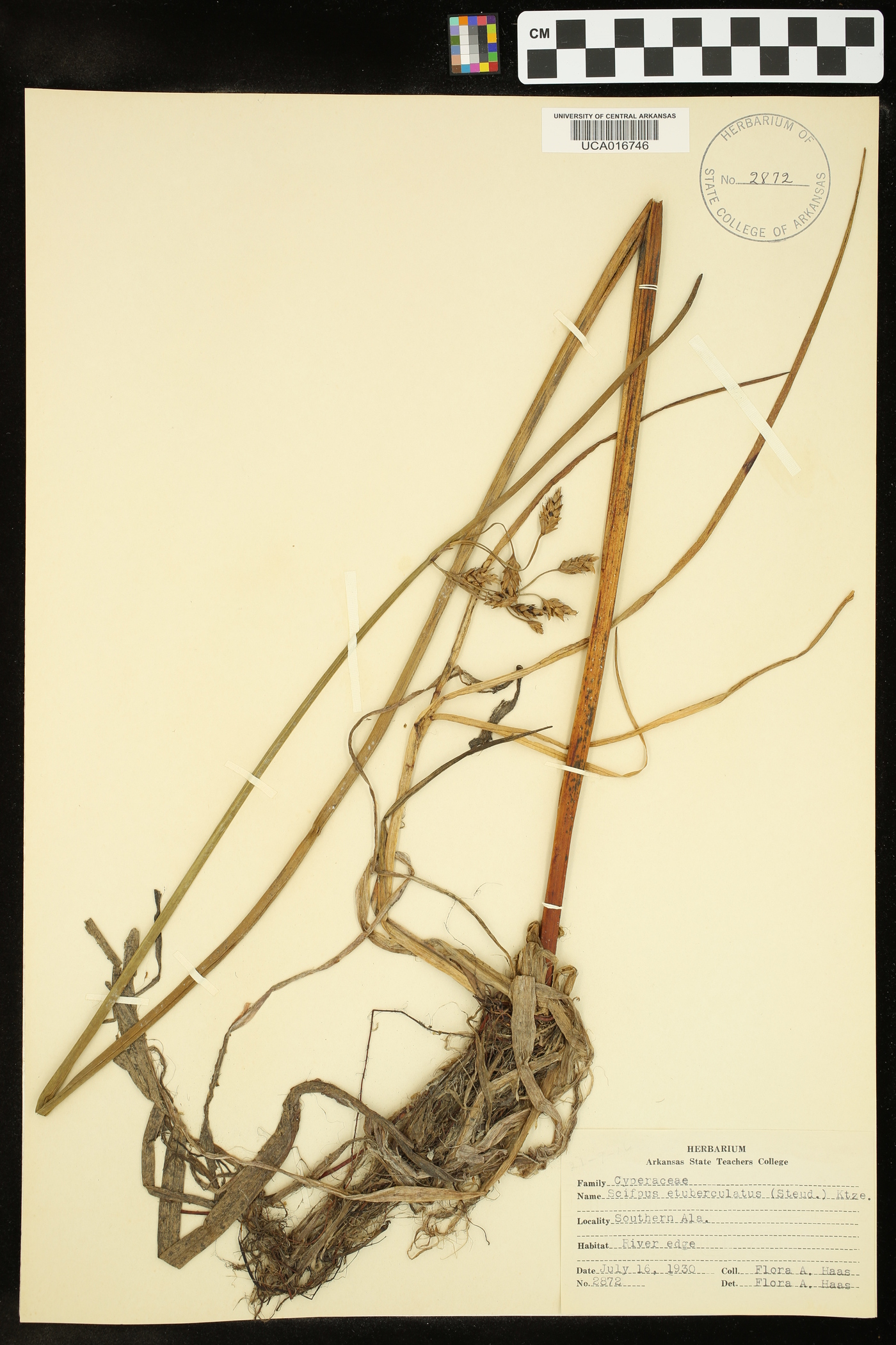 Schoenoplectus etuberculatus image