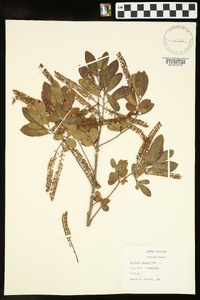 Cyrilla racemiflora image