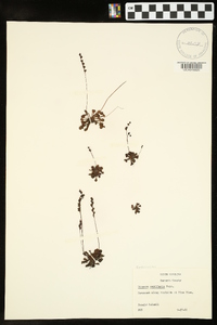 Drosera capillaris image